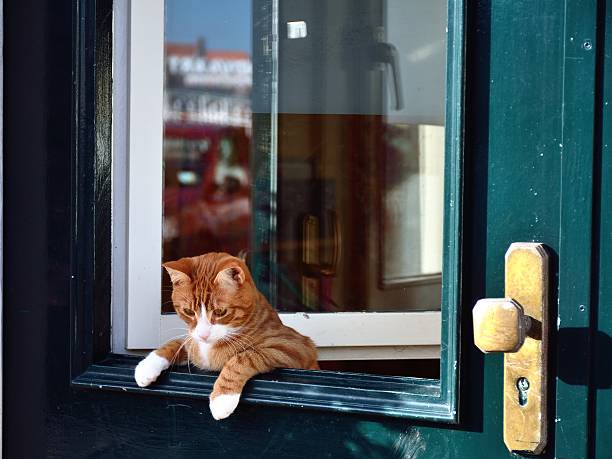 istock Cat leaning over the green door. 533132065