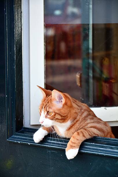 istock Cat leaning over the green door. 533132077