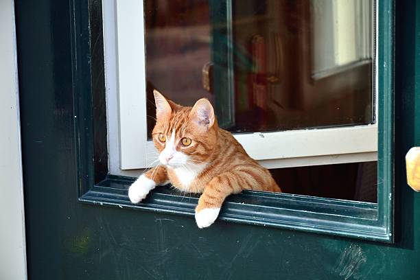 istock Cat leaning over the green door. 533132091