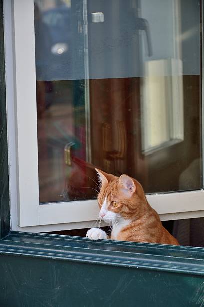 istock Cat leaning over the green door. 533132095