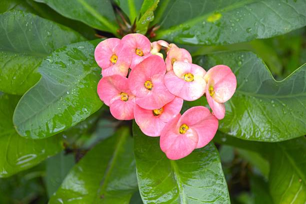 istock pink Euphorbia flower 533132127