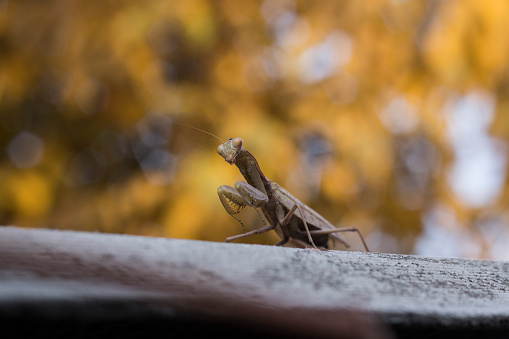 Old brown praying mantis