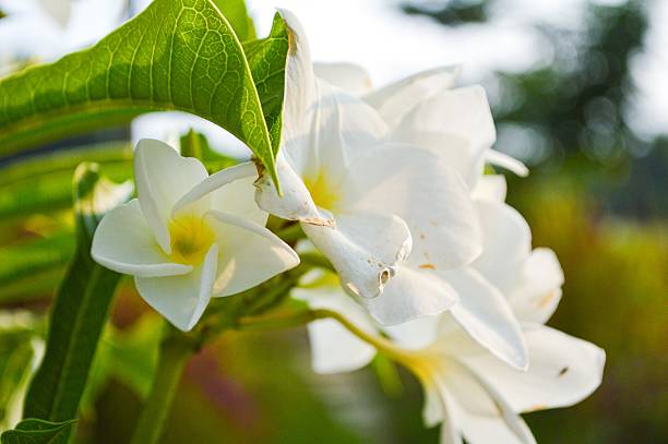 istock plumeria flower 533135003