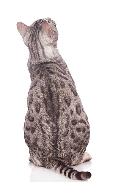 Bengal cat from the back Bengal cat from the back isolated bengal cat purebred cat photos stock pictures, royalty-free photos & images