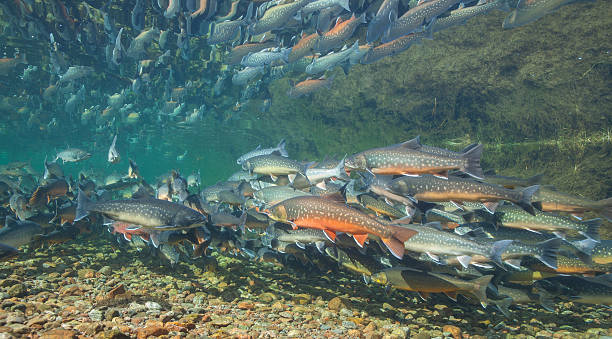 Underwater image of arctic char, Greenland Underwater image of arctic char (Salvelinus alpinus) in clear water river, Greenland salmon underwater stock pictures, royalty-free photos & images