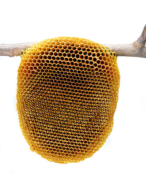 Honeycomb close up on the white stock photo