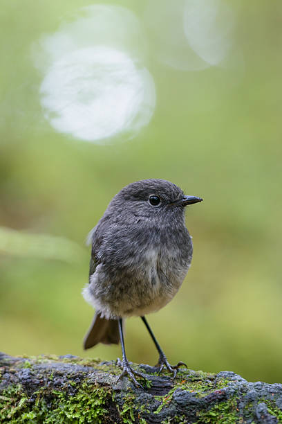 istock New Zealand Robin 533136225