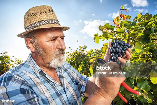 Harvesting Grapes In The Vineyard Stock Photo - Download Image Now - 2015, Adult, Agriculture