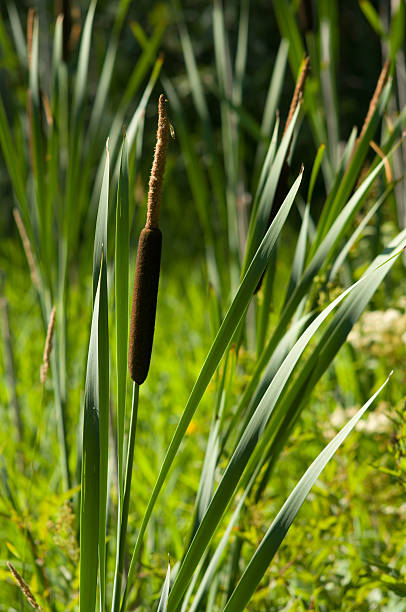 istock Bulrush plants in the swamp 533149799