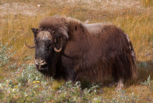 istock Musk ox in arctic valley, Greenland 533149947