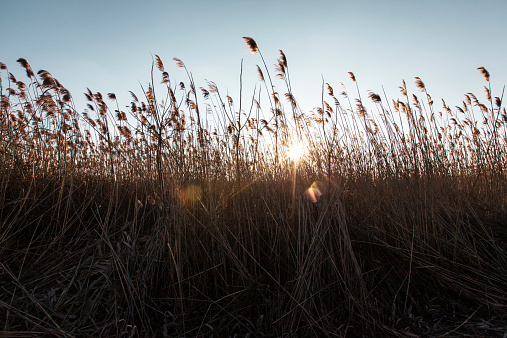 Reeds in the setting sun of Brooklyn, NY January 15, 2015