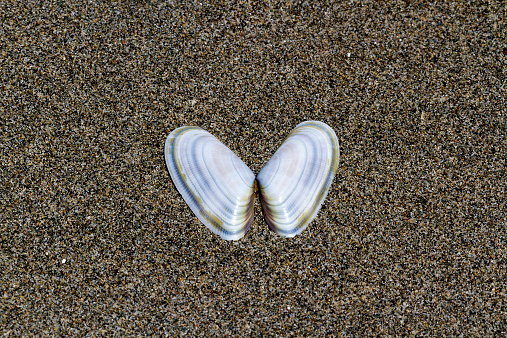 Sea shells on sand