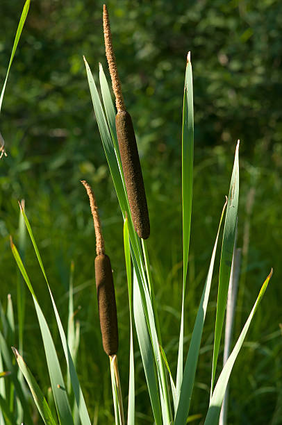 istock Bulrush plants in the swamp 533150361