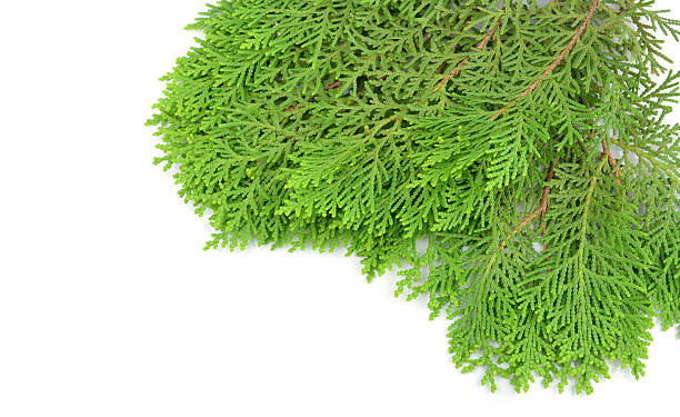 Leaves of pine tree or Oriental Arborvitae , Scientific Name:Thu Leaves of pine tree or Oriental Arborvitae , Scientific Name:Thuja Orientalis , on white background oriental spruce stock pictures, royalty-free photos & images