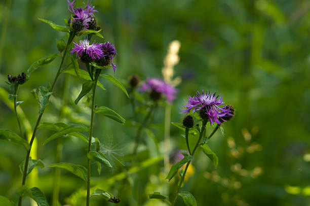 istock Brown Knapweed (centaurea jacea) in a forest closeup 533150993