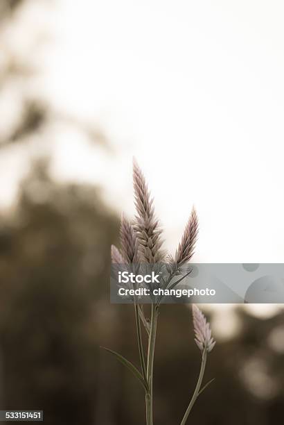 Cockscomb Flower Stock Photo - Download Image Now - 2015, Asparagus Fern, Autumn