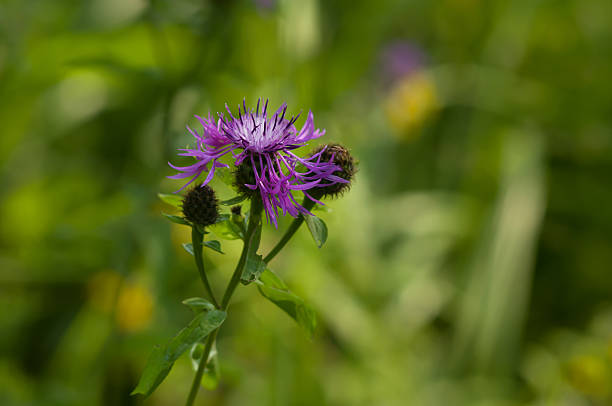 istock Brown Knapweed (centaurea jacea) in a forest closeup 533151619