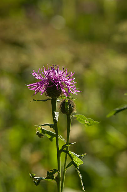 istock Brown Knapweed (centaurea jacea) in a forest closeup 533151629