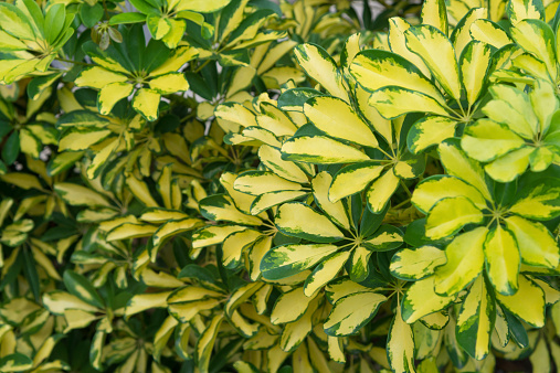 Aralia - evergreen plant for houseplant or outside in mediterran area. Fatsia japonica