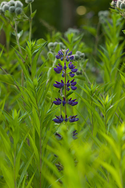 istock Purple Garden Lupin (Lupinus polyphyllus) 533152709