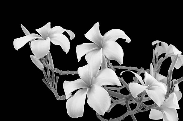 istock Frangipani flowers on a tree in the garde 533152957