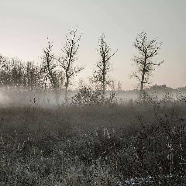 istock Early morning fog 533153049