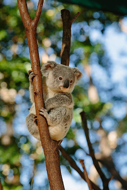 Koala  at Currumbin Wildlife Park stock photo