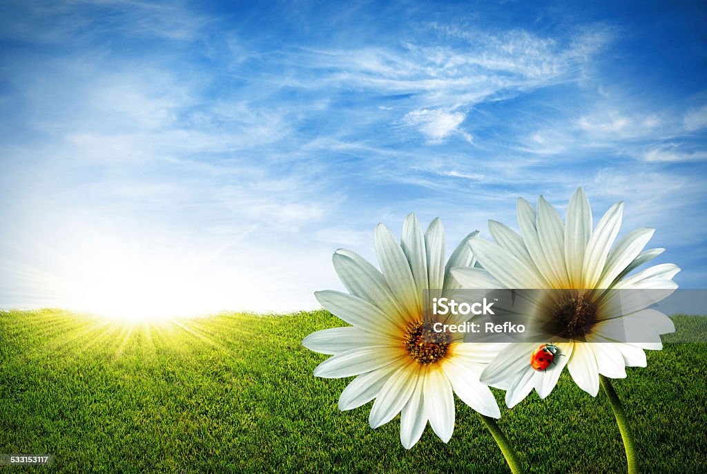 Ladybird on flower ladybug on flower through Sunrise 2015 Stock Photo