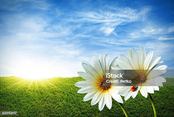 Ladybird On Flower Stock Photo - Download Image Now - 2015, Blue, Flower