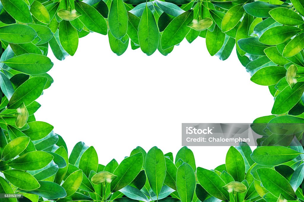 Green leaves border isolated on white background. 2015 Stock Photo