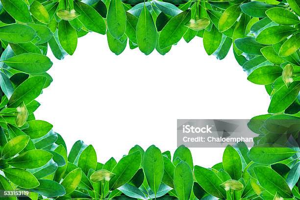 Green Leaves Border Isolated On White Background Stock Photo - Download Image Now - 2015, Abstract, Autumn