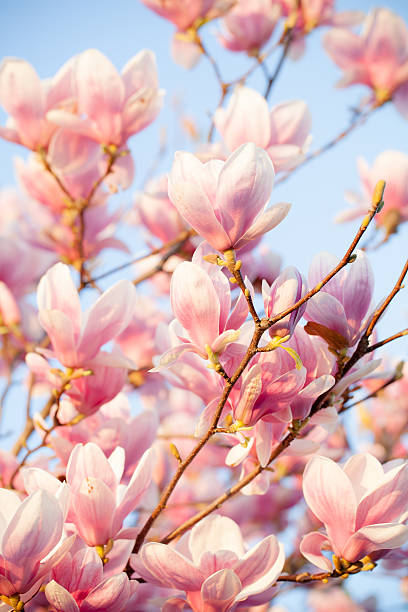 istock Beautiful magnolia blossom 533153339