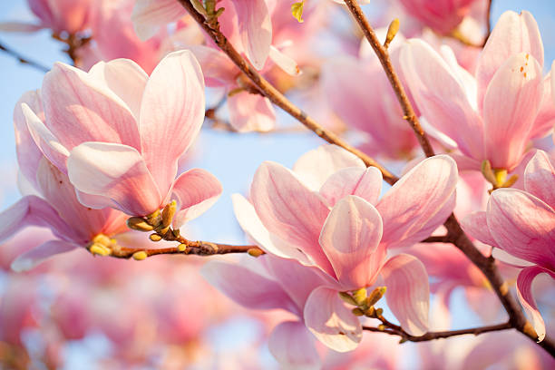 istock Beautiful magnolia blossom 533153345