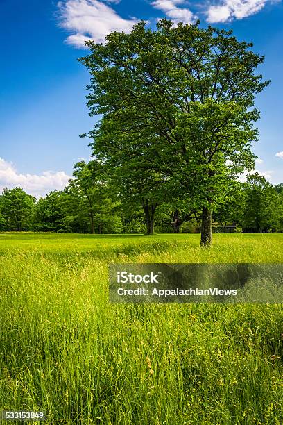 Tree In A Field At Cylburn Arboretum In Baltimore Maryland Stock Photo - Download Image Now