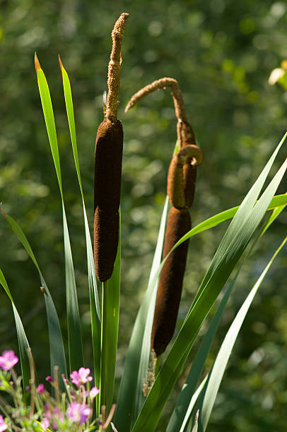 istock Bulrush plants in the swamp 533153925
