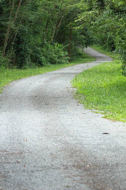 istock Road in the middle of the forest 533154161