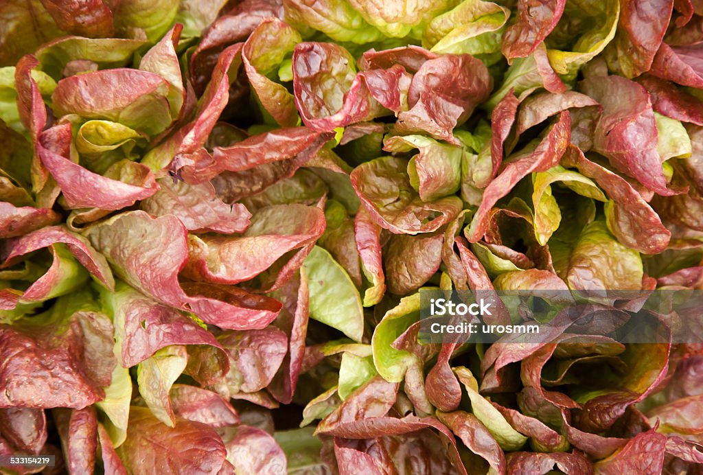 salad close up of homegrown salad red and green still growing 2015 Stock Photo