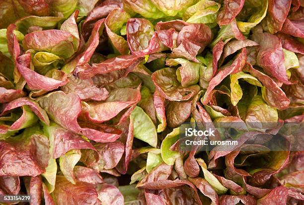Salad Stock Photo - Download Image Now - 2015, Agriculture, Botany