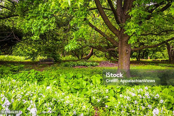 Tree And Flowers At Cylburn Arboretum In Baltimore Maryland Stock Photo - Download Image Now