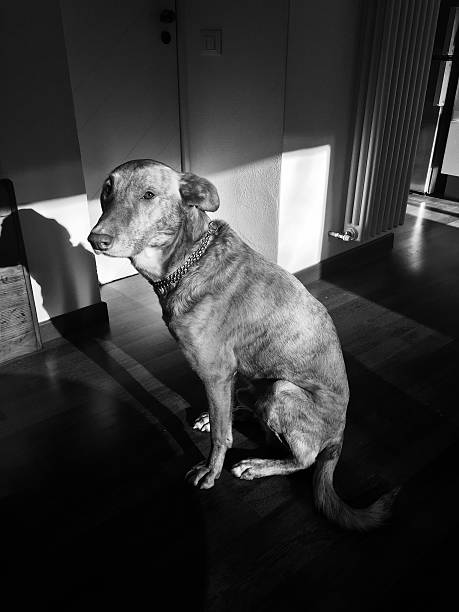 Cute dog sat on the floor - black and white photography