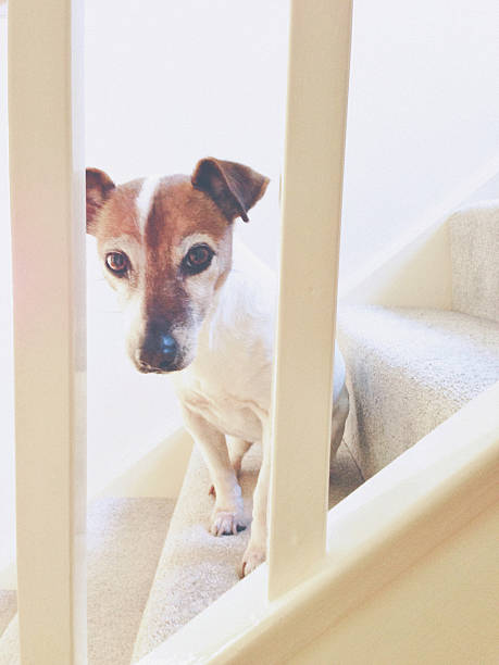 istock Dog sitting on stairs looking through the railing 533156127