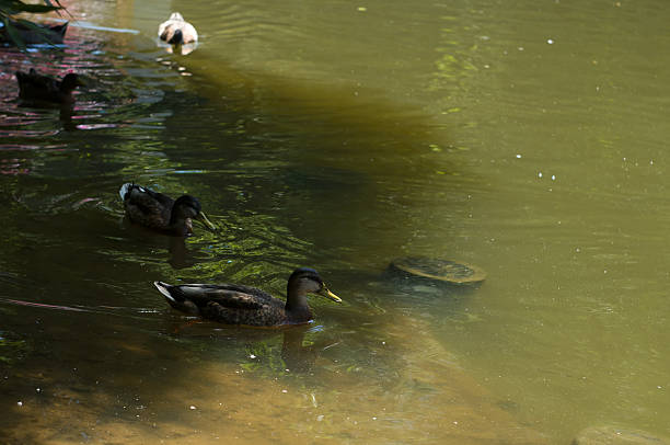 istock wild ducks swimming in a pond 533156757