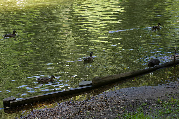 istock wild ducks swimming in a pond 533156761