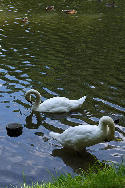 istock swans swimming in a pond 533156769