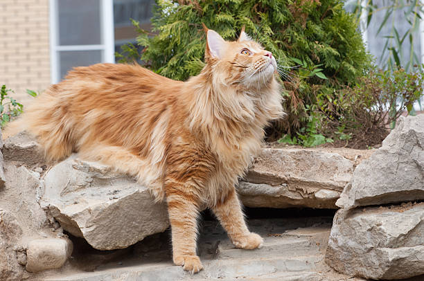istock Maine Coon cat looking up 533157195