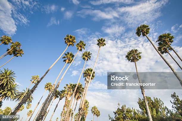 Palm Tree On Beverly Hills California Usa Stock Photo - Download Image Now - Beverly Hills - California, City Of Los Angeles, Sunset Strip