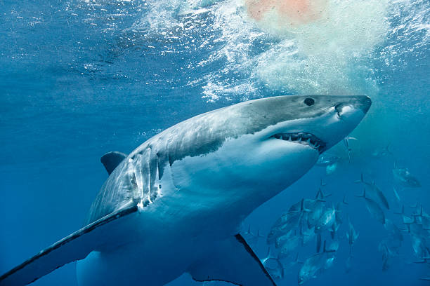 istock Great white shark with blood 533157259