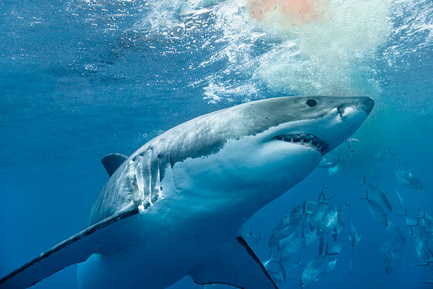 Great white shark with blood Great White Shark circling below a patch of blood in the water in the deep blue ocean. The shark looks ready to attack. In the background their are fish swimming around. fish blood stock pictures, royalty-free photos & images