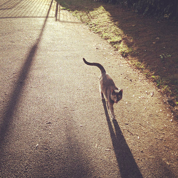 istock Backlit cat with long shadow on street 533157489