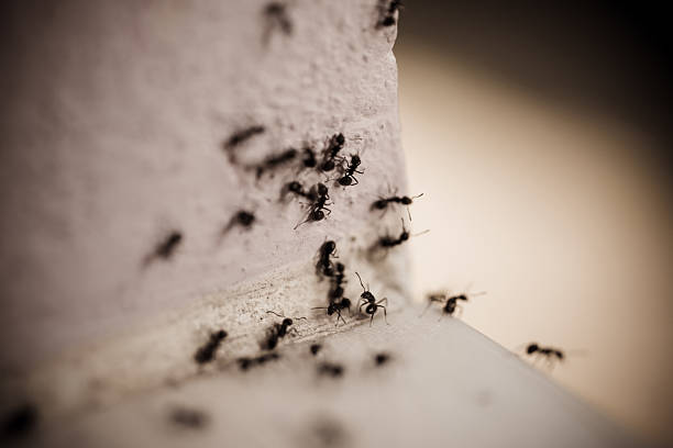 istock Group of carpenter ants on the wall 533172715